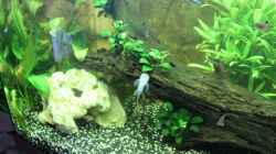 Aquarium Vision Becken