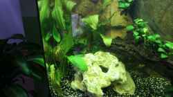 Aquarium Vision Becken