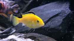 3 x Eigene Nachzuchten Yellows