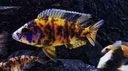 Besatz im Aquarium Kleines Heim