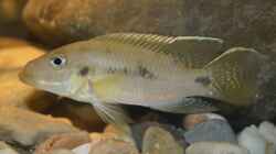 Chromidotilapia Kingsleyae male