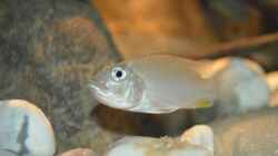 Ctenochromis Polli F1