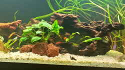 Dekoration im Aquarium juwel 240l