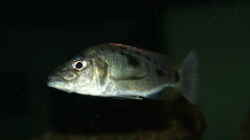 Stigmatochromis tolae weibchen