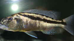 Aristochromis Christyi