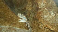 Besatz im Aquarium aufgelöst ....the_HEART_of_ AFRICA.....