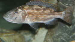 Nimbochromis Dame mit Jungen im Maul