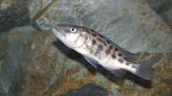 Tyrannochromis Nigriventer