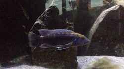 Melanochromis Robustus