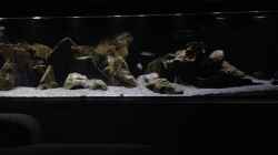 Aquarium aufgelöst ....the_HEART_of_ AFRICA.....