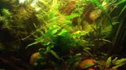 Pflanzen im Aquarium East meets west (aufgelöst)