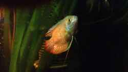 Besatz im Aquarium East meets west (aufgelöst)