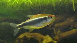 Schwarzer Neon