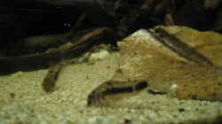 c. habrosus