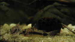c. habrosus