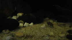 c.habrosus