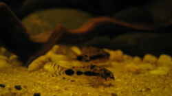 c habrosus