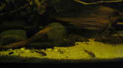 c habrosus