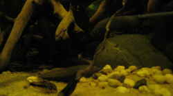 c habrosus