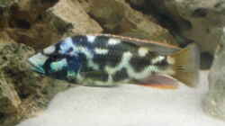 Nimbochromis Livingstoni