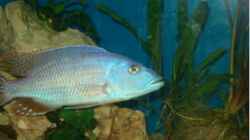 Tyrannochromis Nigriventer F1