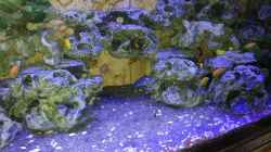 Aquarium Malawi