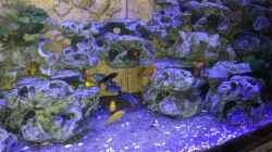 Aquarium Malawi