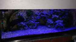 Aquarium Malawi
