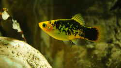 Platy´schwarz´