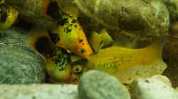 Besatz im Aquarium Platy Biotop