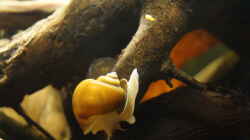 Besatz im Aquarium Platy Biotop