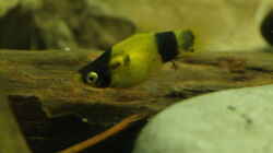 Besatz im Aquarium Platy Biotop