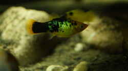 Besatz im Aquarium Platy Biotop