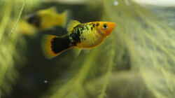 Besatz im Aquarium Platy Biotop