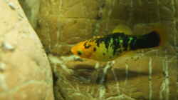 Besatz im Aquarium Platy Biotop