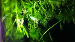 Besatz im Aquarium Nano Becken