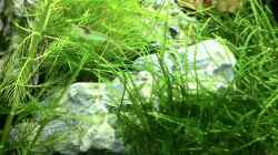 Besatz im Aquarium Nano Becken