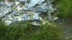 Aquarium Nano Becken