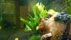 Dekoration im Aquarium Versunkene Welt