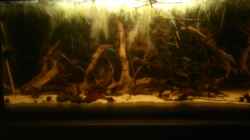 Aquarium Kleines Rio Negro Imitat