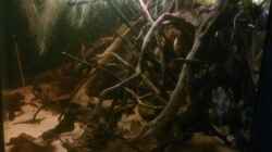 Aquarium Kleines Rio Negro Imitat