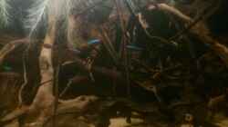 Aquarium Kleines Rio Negro Imitat