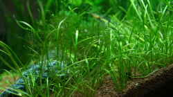Aquarium TEUTO canyon