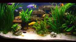 Aquarium Becken 313