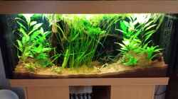 Aquarium Serrasalmus - the one and lonely