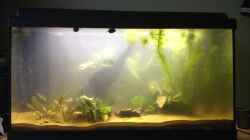 Aquarium A small one for the little one (aufgelöst)