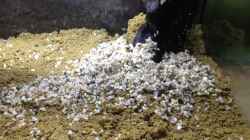 Dekoration im Aquarium A small one for the little one (aufgelöst)