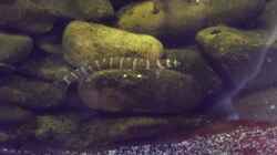 Besatz im Aquarium Dornaugenbiotop