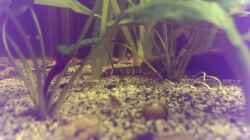 Besatz im Aquarium Dornaugenbiotop