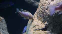 Petrotilapia sp. Chitande yello chin, chewere F1 junges Männchen beim Algen abweiden